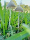 Mushroom grass yard Royalty Free Stock Photo