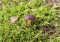 Mushroom on grassy ground