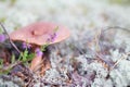 Mushroom in a gray moss Royalty Free Stock Photo