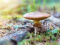 Mushroom greasers Royalty Free Stock Photo