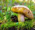 Mushroom greasers Royalty Free Stock Photo