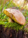 Mushroom greasers Royalty Free Stock Photo