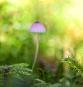 Mushroom with green bokeh background. Royalty Free Stock Photo