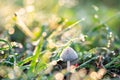 Mushroom and green grass with dew drop Royalty Free Stock Photo