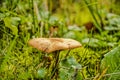 Mushroom on a green lawn