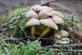 Mushroom - green-leafed sulfur head HYPHOLOMA FASCICULARE