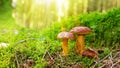 Mushroom in green moss. Royalty Free Stock Photo