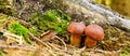 Mushroom in green moss. Royalty Free Stock Photo