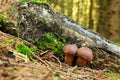 Mushroom in green moss. Royalty Free Stock Photo