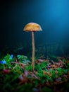 Mushroom green objek