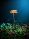 Mushroom green objek Royalty Free Stock Photo