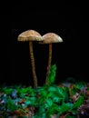 Mushroom green objek nature Royalty Free Stock Photo