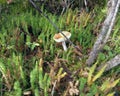 The mushroom grew on the edge of the forest Royalty Free Stock Photo
