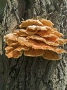 Orange mushroom similar to sea coral.