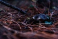 Mushroom grey in pine needles closeup Royalty Free Stock Photo