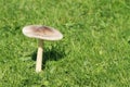 Mushroom grisette Royalty Free Stock Photo