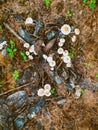 Mushroom ground in garden natural nature soil