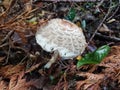 Mushroom in the ground at Heusenstamm in Germany