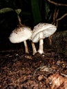 Mushroom grow at the earth