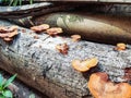 Mushroom grow on the rooten wood
