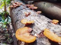 Mushroom grow on the rooten wood