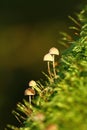 Mushroom grow from sunny moss Royalty Free Stock Photo