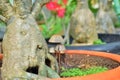 Mushroom grow up beside Adenium. Royalty Free Stock Photo