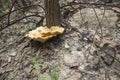 Mushroom grow up from the hill Royalty Free Stock Photo