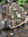 Mushroom grow well on chunk of fallen trees Royalty Free Stock Photo