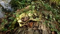 Close-up of fungus growing on damaged tree bark Royalty Free Stock Photo