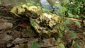 Detail of fungus growing on damaged tree bark Royalty Free Stock Photo