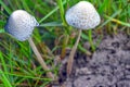 Mushroom growing on cow dung Royalty Free Stock Photo