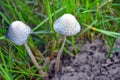 Mushroom growing on cow dung Royalty Free Stock Photo