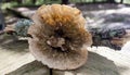 Mushroom growing on a dead limb Royalty Free Stock Photo