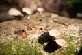 Mushroom Growing On A Fallen Tree Trunk