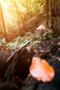 Mushroom growing on forest floor in autumn