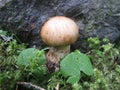 Mushroom growing in the forest . Small fungi in the green grass
