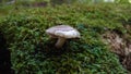 Mushroom growing on the green tree moss Royalty Free Stock Photo