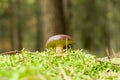 Mushroom growing on ground