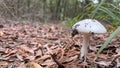 a mushroom growing on the ground near some leaves and a tree