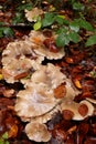 Mushroom growing in a line in the forest Royalty Free Stock Photo