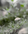 Mushroom growing