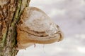 Mushroom growing on an old tree stump in winter