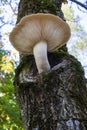 Mushroom Growing Out of Tree Gnarl Royalty Free Stock Photo