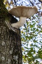 Mushroom Growing Out of Tree Gnarl Royalty Free Stock Photo