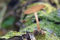 Mushroom Growing On A Rotting Wood Log Royalty Free Stock Photo