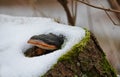 Mushroom growing on a snow-covered mossy tree stump Royalty Free Stock Photo