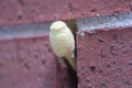 A mushroom growing in the space between two red bricks