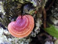 Mushroom growing on a tree