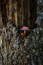 Mushroom growing on a tree, close-up. Old rotten bark of a large pine tree on which mushrooms grow